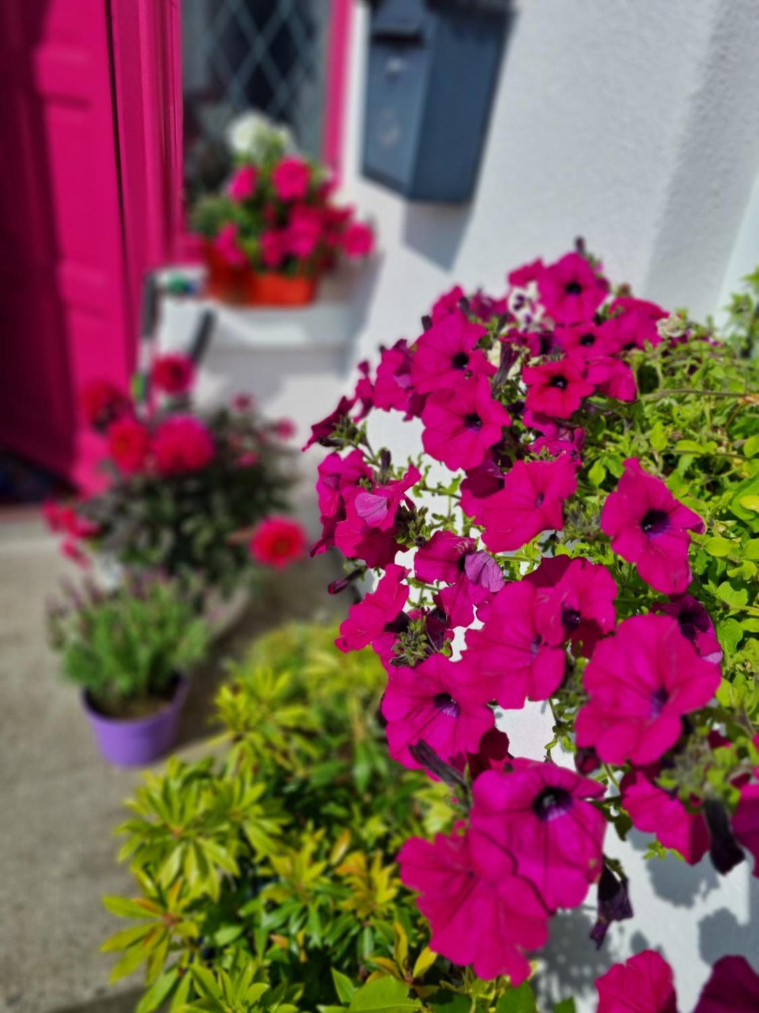 The Pink Door Apartment Killala Екстериор снимка